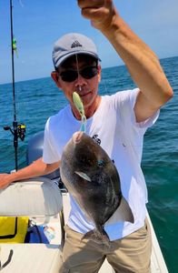 Grey triggerfish caught while fishing in Atlantic City