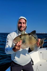Grey triggerfish caught while fishing in Atlantic City