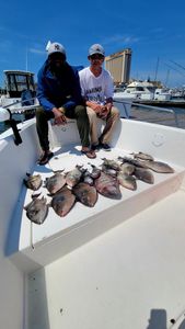 Grey Triggerfish caught while fishing in Atlantic City
