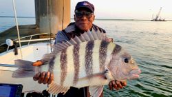 Sheepshead fish caught while fishing in NJ