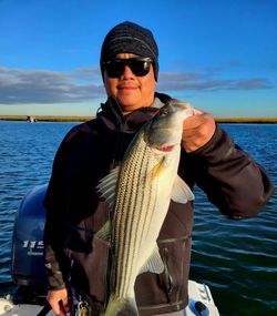 Striped bass caught while fishing in Atlantic City