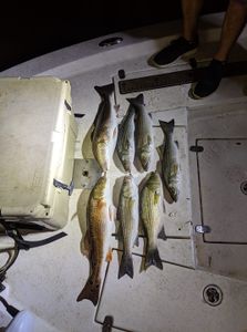 6 redfish and striped bass fish caught in FL
