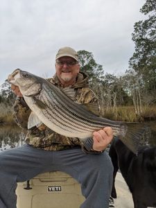 Striped Bass caught while fishing in Milton