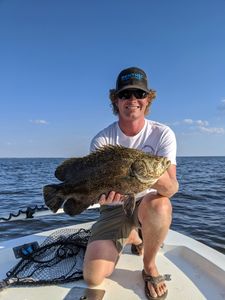 Tripletail fish caught during fishing tour in Milton
