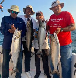 Four Coho and Chinook Salmon caught while fishing in Wilson