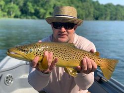 Big Brown Trout