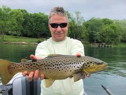 Brown trout fly fishing	