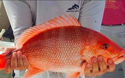 Secure Your NC Fishing Spot, Red Snapper
