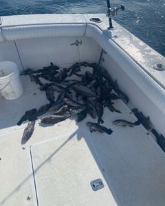 One fisherman fishing in North Carolina