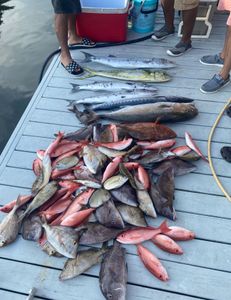 Four greater amberjack, redfish, and great barracuda fish caught in NC