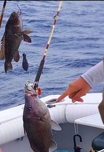 Two sea bass caught at Carolina Beach