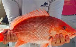 Sheepshead fish caught while fishing in NC