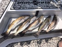 Three fish caught at Midway during a fishing trip