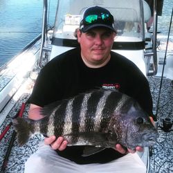 Sheepshead fish caught in GA