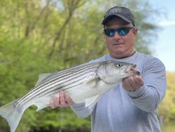 A striped bass measuring 21 inches caught while fishing in GA