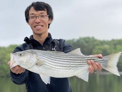 Striped bass fishing in GA