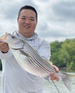 Striped bass caught on a fishing trip in GA
