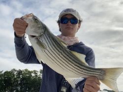 Striped bass caught in Oakwood