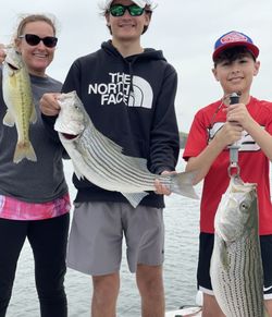 Three striped bass caught while fishing in Georgia
