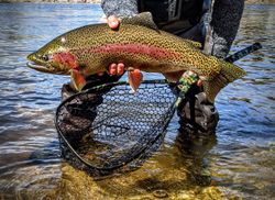 Wyoming's Prized Trout Catches