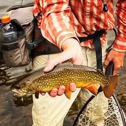 Fish-Species