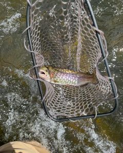 A scenic photo of Longmont, a beautiful outdoor location perfect for fishing.