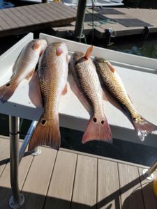 4 redfish caught fishing in FL