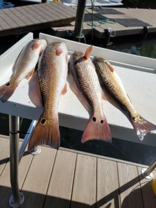 Best Fishing Charters Crystal River