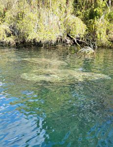 Scenic view of Crystal River, a great fishing spot