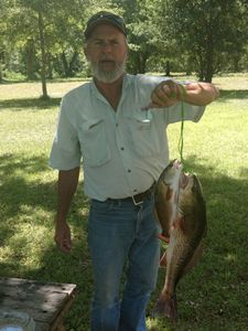 Two redfish caught while fishing in Crystal River