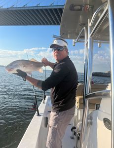 Nice Red Drum