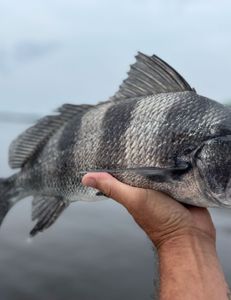 How about some nice Black Drum !