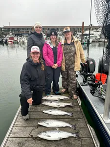 Four Coho Salmon caught during a fishing tour in Milwaukie