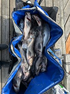 Four fish caught during fishing tours in OR