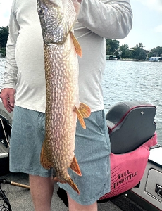 Beautiful Northern Pike from Lake Minnetonka!