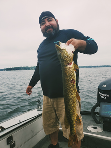 Beautiful Lake Minnetonka Northern Pike ready for photos!