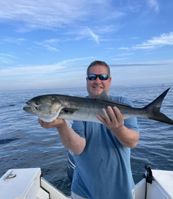 A single bluefish caught in Narragansett, fishing