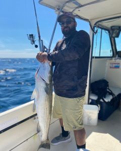 Striped bass caught while fishing in RI