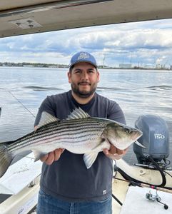 Striped bass fishing in RI