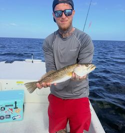 Solid spotted seatrout, offshore fishing catch