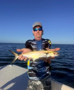 Spotted Spanish mackerel catch, offshore fishing action