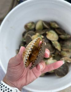 Catching the 'Best, great' big fish in Steinhatchee, Florida