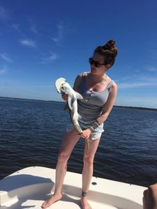 Bonnethead shark caught while fishing in Steinhatchee