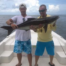 A fisherman holding a large cobia fish in FL