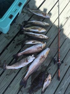8 redfish, spotted weakfish, and bluefish caught in FL