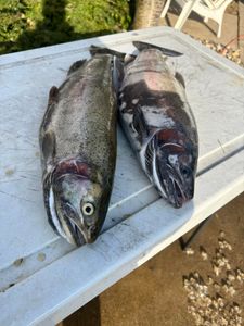 Freshly caught rainbow trout, ready for the next