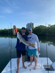 A fisherman holds a large snook fish in FL