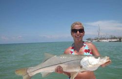 A snook fish caught while fishing in Naples, Florida.