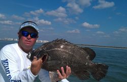 Tripletail fish caught in Naples, Florida