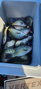 3 white crappie fish caught in AR